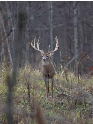 We will never get use to this! 🦌 Hunts still available here at Gopher Ridge Farm. More info linked in bio.  #deer #whitetail #sitka #buck #foryou #foryoupage #hollidays #deerseason #viral #nature #hunt #mossyoak #realtree #kuiu 