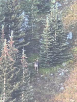 A legend in the high country that evaded us day after day, hope to relive those moments next season 🙏🏼#shilohvalleyoutfitters #huntsvo #SVO 