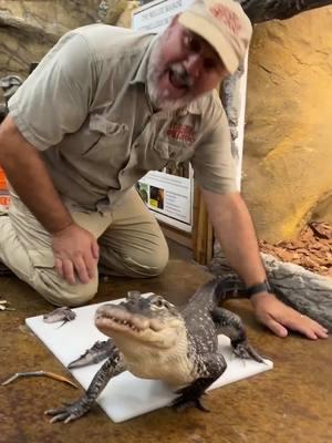 Snack time with Davey the Gator! 🐊 He’s chomping down like a pro and those jaws mean business!😳 He sure is quick and who knew mealtime could be this wild?😂 He’s acting like his food is about grow legs and run away😅 This is exactly why gators do not make good pets🙃 • • • • #wow #wild #little #cute #gator #fun #food #fun #hungry #eat #wildlife #funny #toes #feeding #time #eel #cool #video #moments #zoo #beautiful #amazing #animals #amazing #animals #wow #nature #tik #tok #tiktok #tiktokanimals  