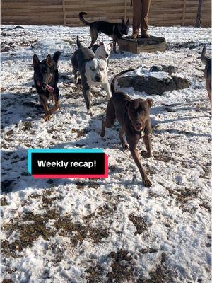 Weekly recap!!! #dogsoftiktok #dog #doglover #muzzletraining #muzzleuppup #trainyourdog #gooddog ##playtime #doggydaycare #dogdaycare #dogdaycaresoftiktok #DogTraining #dogtrainer #bostonterrier #apbt #labradorretriever #germanshepherd #husky #americanbully #xlbully 