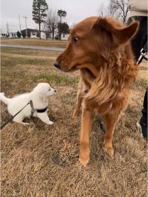 When will Winston start to like George??? 🥲💙🐾 #DogsofTikTok #Dogs #Puppy #DogLife #CuteDogs #DogsOfInstagram #PuppyLove #DogMom #DogDad #FluffyDogs #DogsOfTikTokChallenge #PetTok #FurryFriends #DogsAreLife #DogStagram #AdoptDontShop #Pawfect #DogLovers #Doggo #PawPatrol