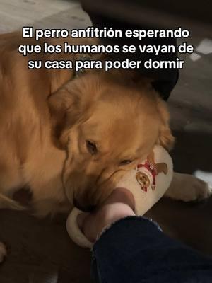 Estoy cansado jefe 🥲 #dogsoftiktok #PetsOfTikTok #goldenretrieverlife #goldenretriever #goldenretrieversoftiktok #petlife #doglover #funnydog #fyp #fy 