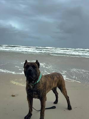 He’s got a true Presa expresion #presacanario #reygladiador 