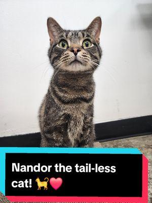 Nandor is a 3 year old manx tabby! He is neutered, microchipped, and vaccinated! Book your reservation online to come in and meet this sweet man! ❤️  #centralpurrkcatcafe  #centralpurrk #tabbycat #manxcat #fyp #catsandcoffee  #cutecats