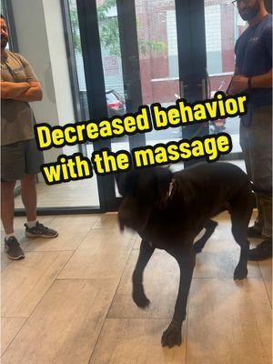 It’s too often that I hear people say positive reinforcement did not work so we must use punishment. .  I am not saying that there is no time in place for punishment, but I am saying is that changing behavior is much more than reinforcing and punishing. .  I focus on changing a dog‘s behavior by making them feel better. That doesn’t mean I’m telling anybody else their methods are wrong. But I guarantee you didn’t think someone could stop aggressive behavior with massage..(which I do all the time) .  Disclaimer: do not attempt these techniques if you do not know what you’re doing. You can easily make things worse. . #do#dogo#dogtrainery#nycdogtrainingt#ethologyo#dogtrainingtipso#DogTrainingo#dogtrainingadviceo#dogsr#greatdane