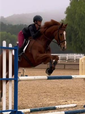 he jumped SO good today⭐️👀 #fyp  #jumpers #horse #lovehim #fypp #equestrian #leadchange #bestboy 