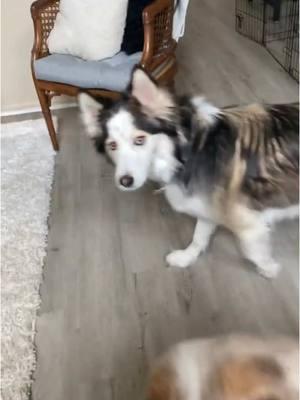 Husky talk! #tiktokhusky #huskylife #funnyhuskyvideo #lunathehusky #talkinghusky #talkingdog #huskysoftiktok #husky #prettyhusky #wolfdog #huskyhowling #huskytalkingback  #huskytalk #talkingdogsoftiktok #wolfdog #bordercollie #gianthusky #souldog #puppiesoftiktok #onthisday 