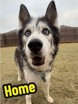 “Home is where you are” is the quote I have for Leo’s tattoo 🥹 • • •  #huskies #husky #blackandwhitehusky #blueeyedhusky  #leo #huskiesofinstagram #northernbreedlove  #woofpackfour #rescued #lovemyhusky #dogphotography #huskyfeatures #bestwoof #woof #lifewithhuskies #DogsOfOKC #fluffyhusky #lifewithdogs #dogmom #floof #furohfive #sibe #siberianhusky #seniordog #adoptasenior #unicorn #northernstar 🩵