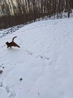 Pouncey sure does love the snow❄️  #Bengal #snow #adventurecat 