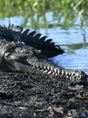 Freshwater Friday‼️ Meet Slim & Shady our 2 Freshwater Crocodiles🐊❤️ @gatorland_orlando #freshwater #crocodile #crocodiles #northernterritory #australia @CROCODYLUS PARK 🐊 #slimshady 