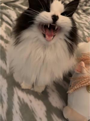 Dogs came into her bakery and ate all the dough for the bread :// #sadcat #cantbelieveit #catsoftiktok #cats #cat 