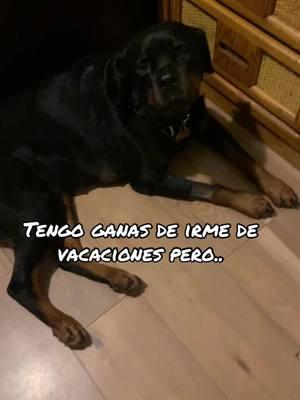 #dogsoftiktok #vacaciones #nopuedo #rottweiler #foryoupage   ✈️ 