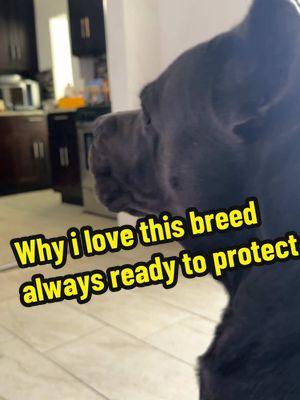 This is why I love this breed so much, even laying next to you they’re ready to protect at all times natural instinct . #bigdogsoftiktok #canecorso #canecorsoforlife #canecorsoitaliano #doglife #doglover #fyp #mybestfriend #mansbestfriend #canecorsosoftiktok #PetsOfTikTok #cane #puppiesoftiktok #guarddogs #bigdog #dogoftheday #gamebred #couchdog 