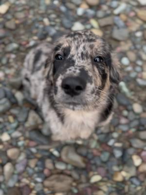 Absolutely yes, everyday!  😍🥰 #JurniWest #puppiesoftiktok #youscute #goldenaussie #puppup #staylittleforever #puppylove 