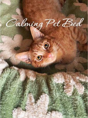 #PetsOfTikTok #petslover #petbed #dogbed #dogbeds #dogbedswithstyle #calmingdogbed #catbed #catbeds 