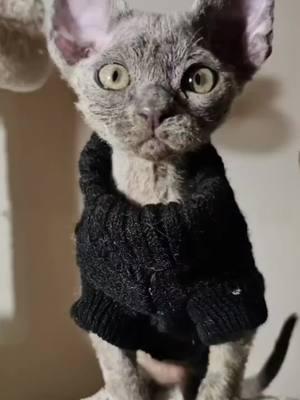 ooo it's cold in here #devonrex #kittens #kitten #devonrexkittens #yokokat #gato #gatos #cats #cat #devonrexcat 