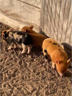 Little piggy scratching #pig #piggy #piglet #cutepig #farmlife #farming #babypig #