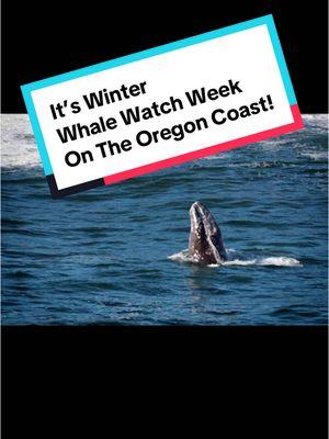 It’s officially Winter Whale Watch Week here on the Oregon coast. December 27-31 is peak migration time for gray whales heading south along the Oregon coast!  We have about 30 whales an hour passing along the shore.  During our whale watch weeks, Oregon State Parks have several locations along the coast with volunteers available to share more info and help people spot whales as they pass by the area. Lots of info can be found with a quick internet search.  This week’s weather isn’t looking the best, but if you’re here on the coast, keep an eye out for the whales traveling through the area!  #oregoncoast #oregon #whales #whale #ORWhaleWatch24 #whalewatching #traveloregon #thepeoplescoast #fypage 