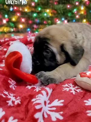 ❤️🐾🎄 #englishmastiff #puppy #mastiff #dog #mastiffmom 