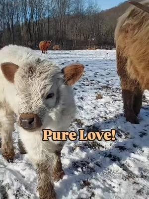 WHAT MORE CAN I SAY!!! THE SONG SAYS IT ALL! THE SPICE GIRL AND HER CALF, BABY SPICE, ARE DEFINITELY THE TRUE MEANING OF LOVE! Come and see for yourself, schedule a tour today! Text or call 914-262-4737 to schedule a tour.  Tours are by reservation only! See "What Life's like on The Other Side of the Fence". Visit us at www.elkravinefarm.com #cutebaby #farmtours #cowcuddling #savesoil #fluffycows #trending #cows #charlie #Love 