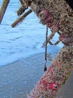 Square grouper overboard #beach #ocean #boat 