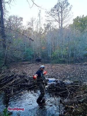 Ooo Beeeaverrrs!! We're Getting It Flowing! || Beaver Dam Removal!  #beaverdamremoval #beaverdam #downstreamculvert #damremoval #beavers #dam #drain #draining #water #nature #unclogging #creek #terrellspivey #fypシ゚ #foryoupageシ #foryou #viralreels #viralvideo #viralpost #foryoupageofficiall #fyp #fyppppppppppppppppppppppp #tiktok #tiktokreels #shorts #tiktokvideos #viraltiktokvideo 