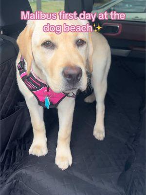 My puppy's first time at the dog beach!😍🥰 #puppy #dayinthelife #dog #dogbeach #venicefl 