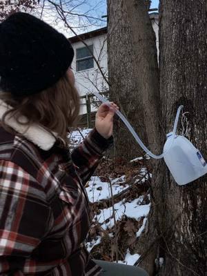 It’s time to start making your plans for maple syrup season! I’ll be posting videos through every step of the process, so be sure to follow along. #foraging #maplesyrup #sugarbush 