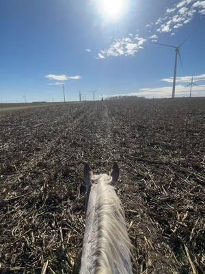 🖤 my mental health needed this back in my life. #thatfitagvocate #farmtok #ranchtok #cattletok #cowcalf #cattlefeeder #horsetok #horsegirlvibes 