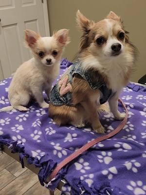 A little help #frannielife #franniejoy #graciebeane #sisters #puppytiktok #chihuahuas #cutepuppies #frannieandthebeane @Tim Halperin 