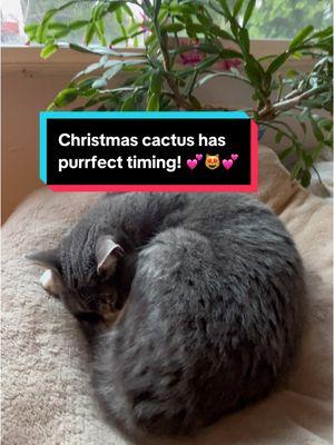 These are my #favorite #indoor #plants #especially at this #ime of #year #cute #Boots #napping #christmascactus #blooming 💕