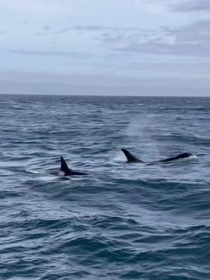 What a day! Passengers aboard our RHIB AllSwell got to cross seeing ORCAS off of their bucket list!  This pod, identified as members of the CA51 pod, moved up the coast throughout the day and we got lucky enough to see them for many breath cycles.  It is likely that they have moved out of our area, but today’s sighting shows you can never guess what you will see on the water!  • • • • 📸 Hannah Rich 12.27.24 • • • • #whalewatching #whalewatchingtour #dolphins #orca #orcaencounter #orcapod #orcalove #killerwhale #blackfish #natureshots #naturecaptures #aerialphotography #droneofficial #intense #drama #omg #predator #wow #apexpredator #danapoint #ExperiencetheConnection #captdaves #wildlifephotography #wildlife #ocean @visitdanapoint @danapointharbor @DanaPointChamber @visitcalifornia