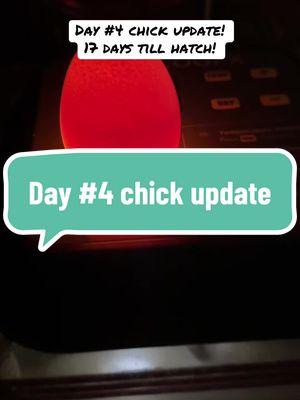 Chick update day four! 17 days till we have fuzzy little chicks running around! #chicken #hatching #eggs #incubation #farmlife #farm 