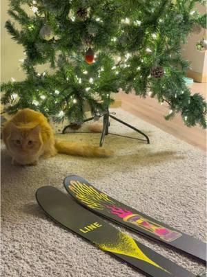 Ski’s in da house @LINEskis #lineskis #line #skis #cattok #orangecat #tiktokcat #cat 