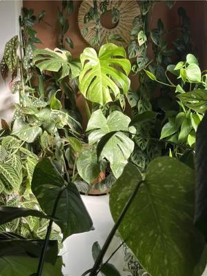 In the winter months yoir watering routine may change. In the winter your plants may retain water and may not need waterjng as often. Be sure to check your plants to prevent overwatering. #plants #plantsoftiktok #plantmama #plant #fertilizer 