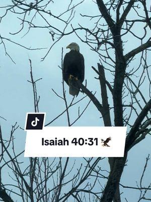 “But they that wait upon the LORD shall renew their strength; they shall mount up with wings as eagles; they shall run, and not be weary; and they shall walk, and not faint.” ‭‭Isaiah‬ ‭40‬:‭31‬ ‭KJV‬‬ #eagle #baldeagle #rise #Godknows #needed #ThankyouJesus #MySavior #JehovahRapha #IspeakthenameofJesus #wildlife #nature #tennessee #christiantiktok 