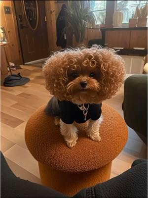 If Penny got a perm… #dollfacedteacupyorkie  #funnyai #yorkiesoftiktok 