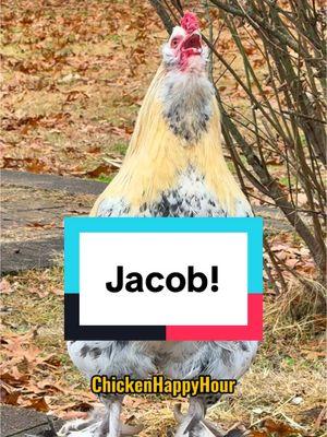 Frankie calling for #jacob #jake #jakob #rooster #memestiktok #chickens #funnyanimals #chickenhappyhour  