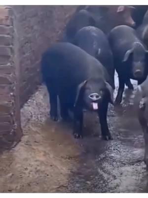 #pig #piglet #pigs #cutepigs#cute#cuteanimals#animals#farm#farmanimals#babyanimals#piggy#pigsoftiktok #repost #funny#hilarious#cute#adorable#adorablepets#pet#petpig#foryou#fyp#trending#tiktok#PetsOfTikTok #family#cool#funny#relaxing#bestofpigs#pig#Love#happy#joy#cuteness#cutenessoverloaded #babypig#babypigs 