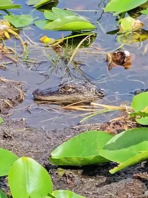 Looking for an unforgettable weekend airboat adventure? Come out to the park and experience the best of the Everglades! Enjoy thrilling airboat tours that take you deep into the heart of this iconic ecosystem, watch an exciting gator show featuring our amazing crew, and make lasting memories with your family and friends. Whether you're a local or just visiting, this is your chance to explore Florida’s wild side in a fun, safe, and family-friendly environment. Don’t miss out on the excitement, incredible wildlife, and breathtaking views waiting for you this weekend! 🐊 #EvergladesHolidayPark #AirboatTour #GatorShow #FamilyAdventure #FloridaWildlife 