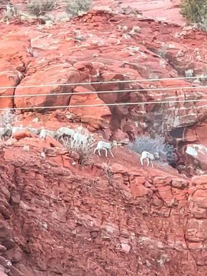 WOW! My lucky day #beutahful #moab #utah #redrocks #bighorn #neverstopexploring #loveit #getoutside #explorepage #desert #whataview #myworld 