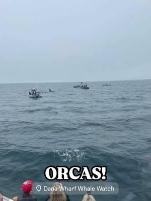 🖤🤍🚨ORCA Alert🚨🖤🤍 There was some VHF chatter about the possibility of an Orca sighting today off 1000 Steps beach. Thanks Newport Coastal Adventure for the tip! @newportcoastaladventure  The Sum Fun was heading up the coast to fish with it’s charter group and made a pass through the area where the Orcas had been seen but as it turned out they had vanished and gave the boats watching them the slip! Fast forward an hour and the pod of 4 CA-51 Orcas were relocated up the coast off of Crystal Cove.  The Sum Fun happened to be fishing in that area and the crew informed the charter passengers of the opportunity to go see Orcas close!  The crew pulled the anchor and the Sum Fun headed out to join the boats that were following the pod.  Upon arrival the 4 Orcas were spotted for a quick second before they gave the group of boats the slip again!  A few minutes later the pod was located again a half mile up the coast.  The super excited passengers of the Sum Fun got a good look at the 4 Orcas before they dove down again, taking photos and video in complete awe! After the quick look they continued on their way up the coast!  Report by Captain Brian Wooley  #orca #whalewatching #danapoint #ecotourism #dolphinandwhalewatchingcapitaloftheworld #naturephotography