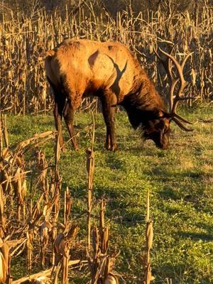 Great Smoky Mountains Elk #elk #nature #cherokee #greatsmokymountains #Outdoors #mystate #nc #northcarolina #beutiful