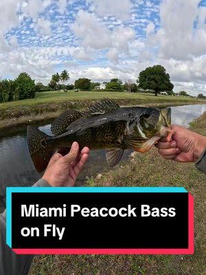 #flyfishing #fishing #peacockbass #saltwaterflyfishing #keyslife #skifflife #urbanangling #sebbyonfly #Outdoors 