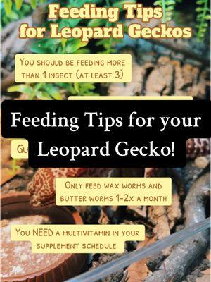 My main three feeders are dubia roaches, black soldier fly larvae, and mealworms🖤 #reptilekeeper #reptiles #reptilesoftiktok #leopardgeckosoftiktok #leopardgecko #leopardgeckocare 