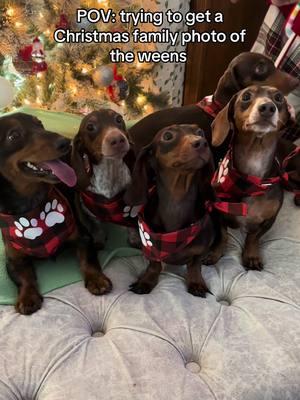 Christmas Card 2024🥹🎄 #dachshund #dachshundpuppy #puppies #minidachshund #sausagedogcentral #weinerdog 