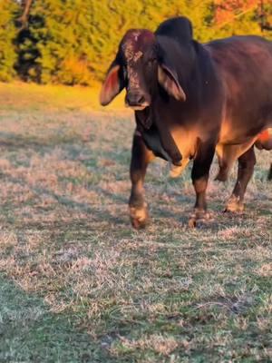 🤣🤣🤣 #cowsoftiktok #farmlife #brahmancattle #brahmanbull #babycow 