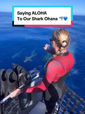 Sharks From Above The Surface Are Amazing To See Too! Book a dive for us at oneoceandiving.com to learn more about the biology and behavior of sharks, have the opportunity to share the ocean with them, and discover new conservation efforts to help keep them protected in Hawaii and around the world 🦈🙏🏽💙 ##sharks##sharkdiving##hawaii##hawaiitravel##savesharks##sharktours##a