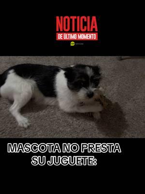 Cosa de Mascotas! #videosgraciosos #animalesgraciosos #animalesasombrosos #mascotasgraciosas #mascotasasombrosas #petlover #abiertohastalas12 #CapCut 