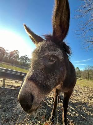 Out back with the girls! #minidonkeys 